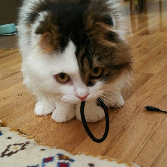 ゴムのとってこい遊び 