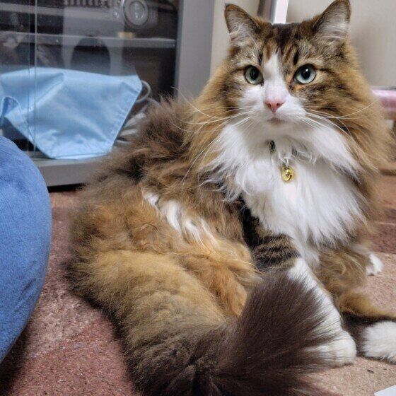 サイベリアンのコハクくん