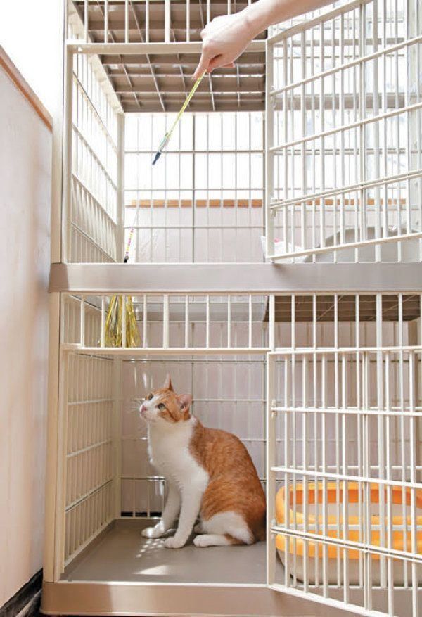猫のケージのメリットと慣れさせ方