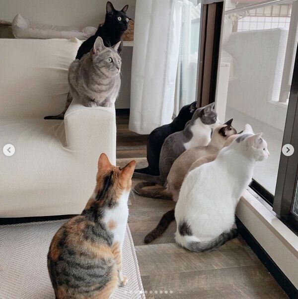 ニャルソックをする猫たち