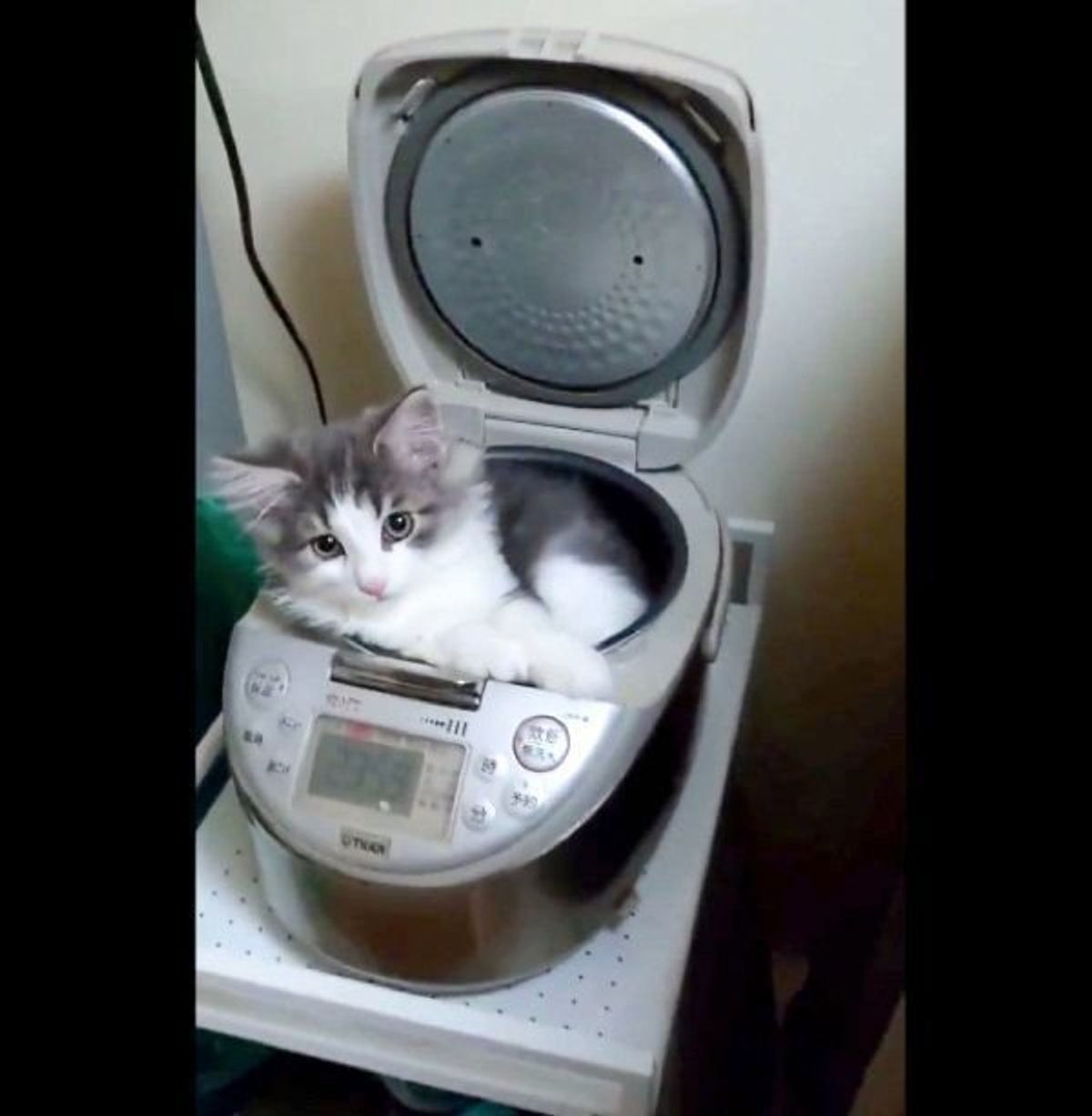 どうしてそうなった 猫が隠れていた まさかの場所 に思わずほっこり ねこのきもちweb Magazine どうしてそうなった 猫が隠れていた まさかの場所 に思わずほっこり ねこのきもちweb Magazine