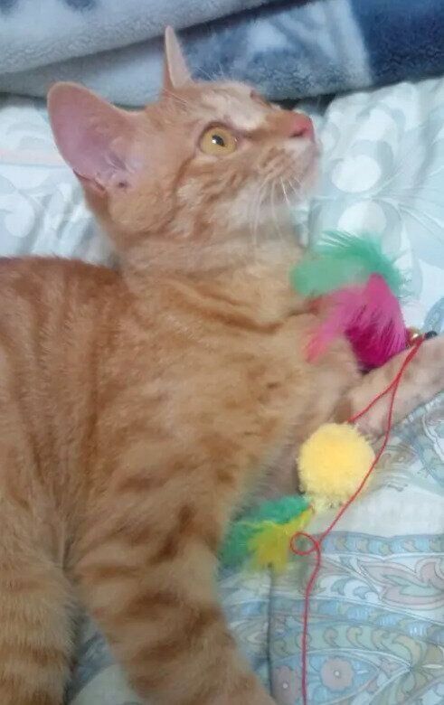 生後約8カ月の子猫