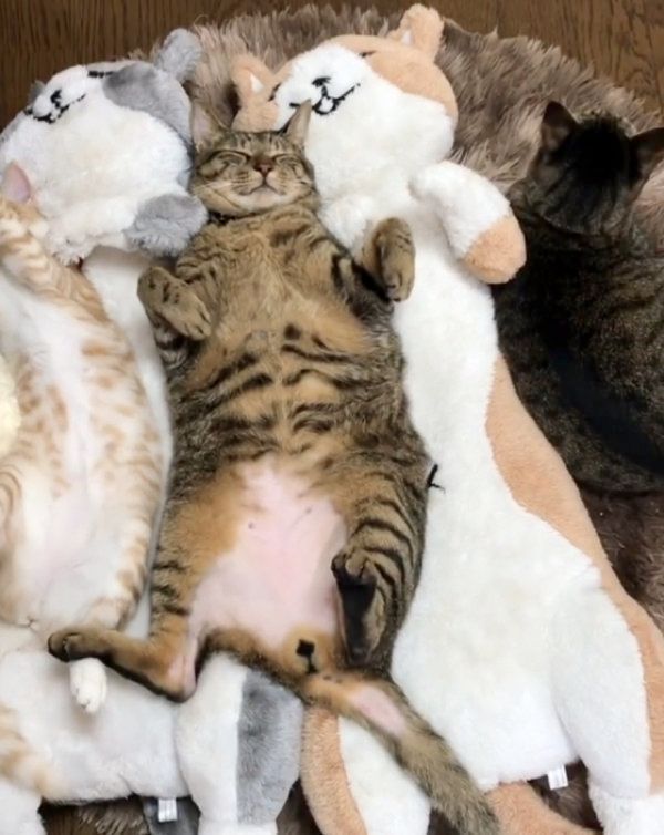 ぬいぐるみに紛れて寝る猫