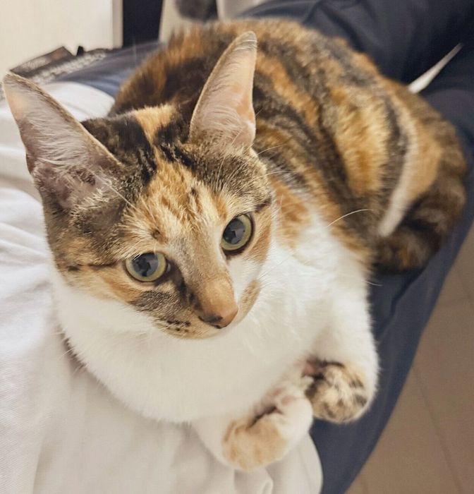 飼い主さんの膝の上でまったりするこはくちゃん