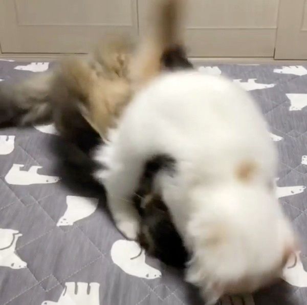 布団を取り合う猫