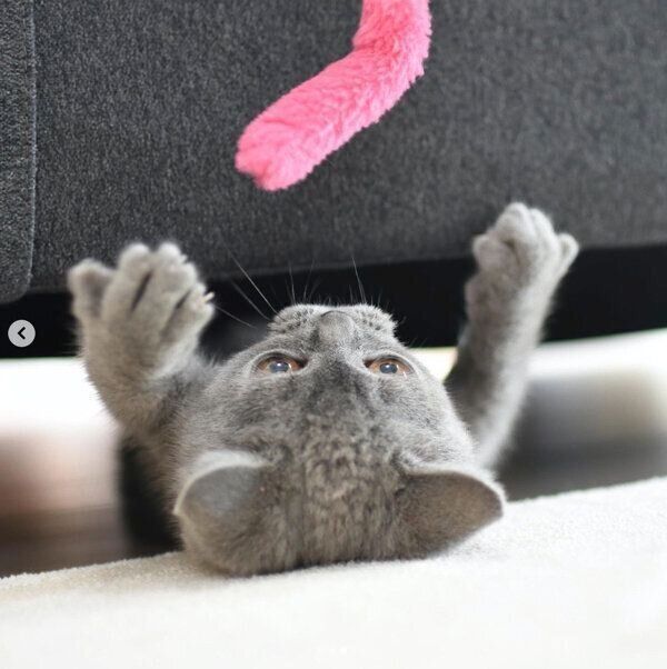 ソファの下で遊ぶトロくん