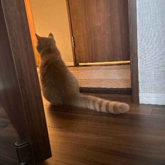 マカロンちゃん