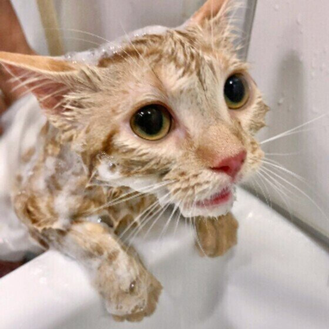 猫に シャンプー は必要 シャンプーしたほうがよい猫の特徴 普段のお手入れのコツは 獣医師解説 ねこのきもちweb Magazine 猫に シャンプー は必要 シャンプーしたほうがよい猫の特徴 普段のお手入れのコツは 獣医師解説 ねこのきもちweb Magazine
