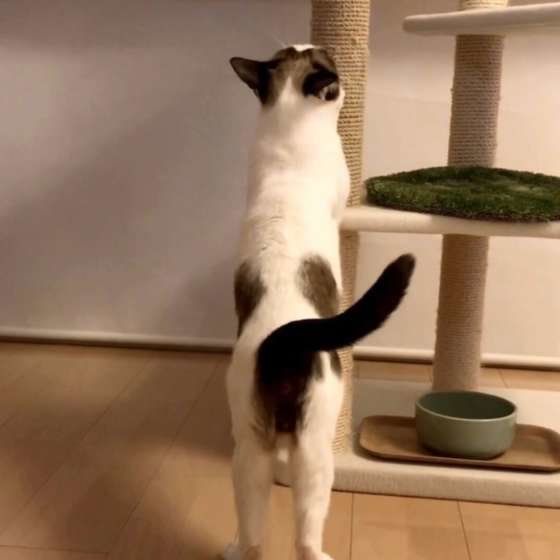 爪とぎと猫