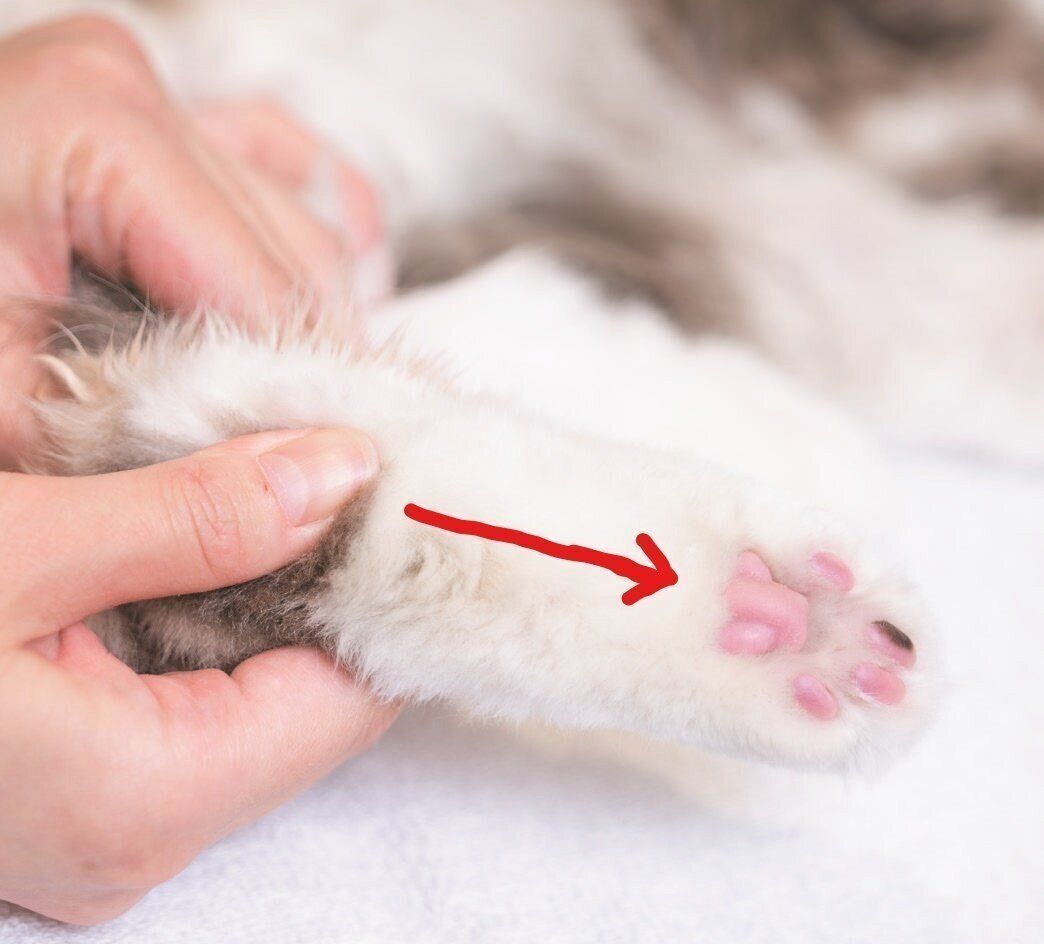 撮影／石原さくら