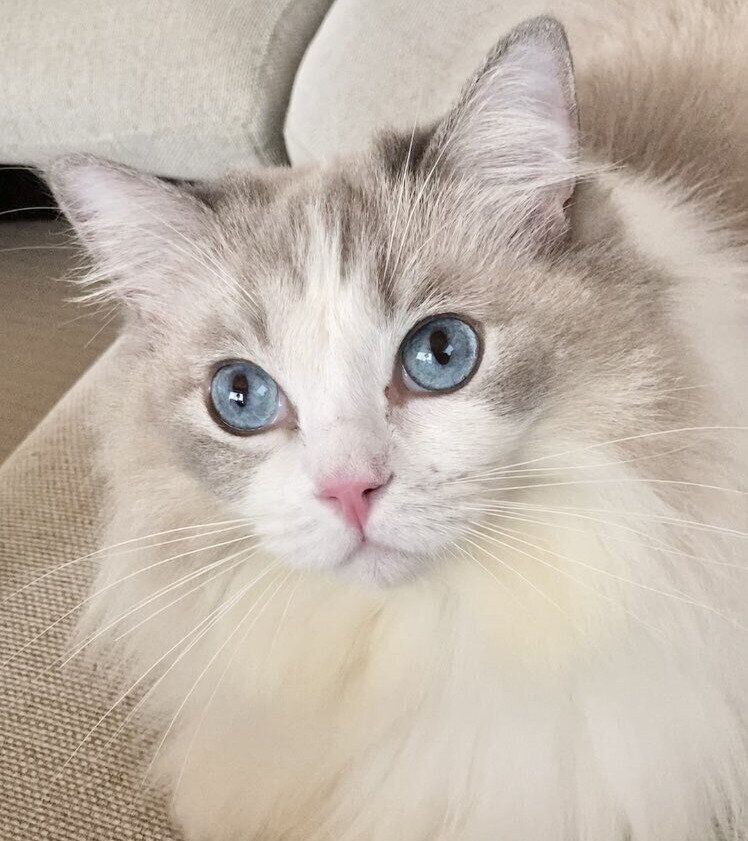 正面を向いたちまきちゃん