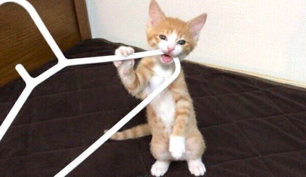 ハンガーを咥えるいなりくん