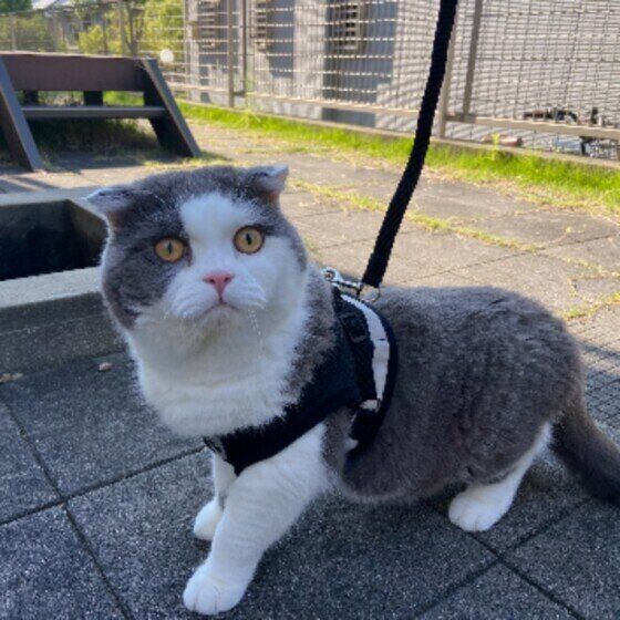 スコティッシュフォールドのクーちゃん♂