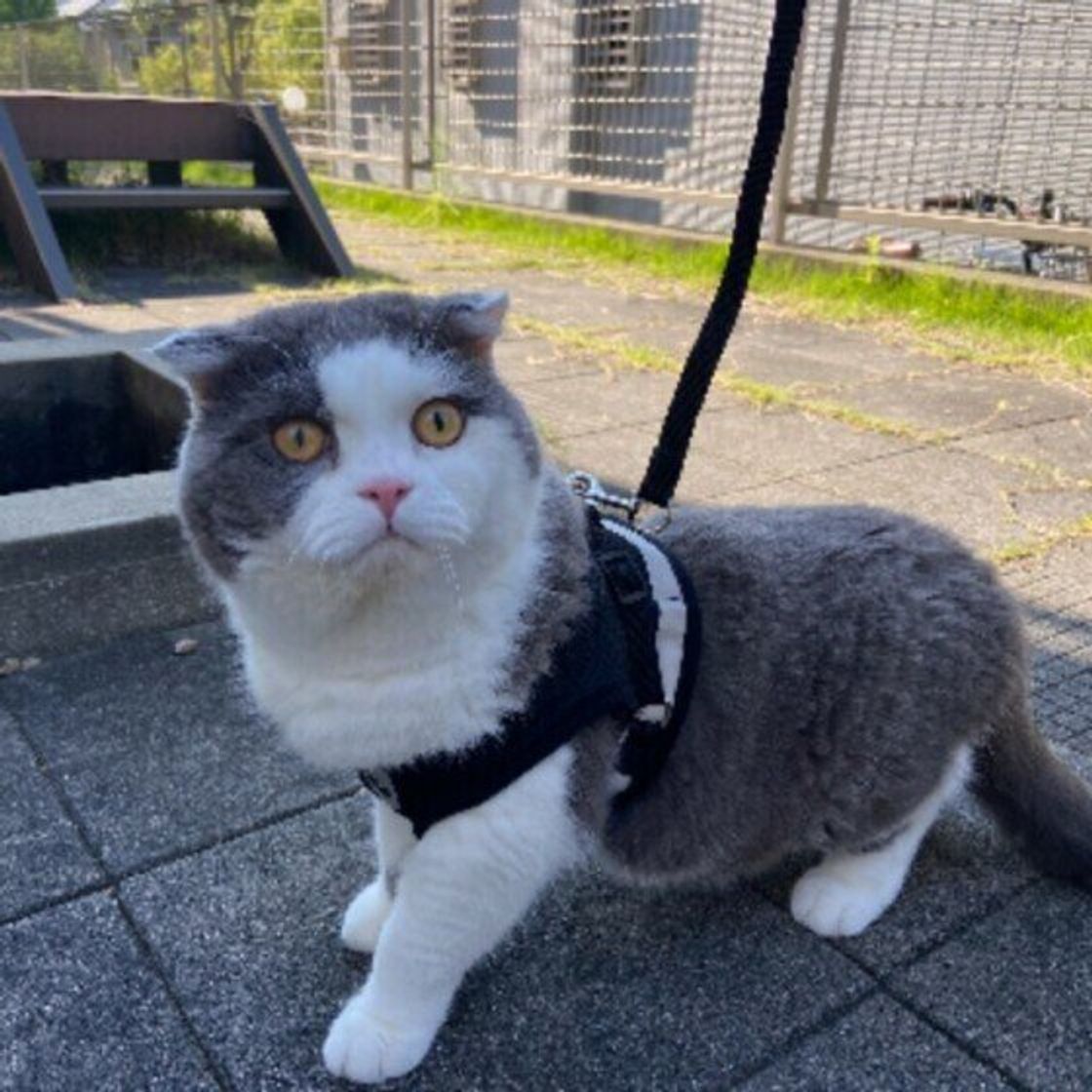 猫に散歩は必要 散歩させる場合の必需品や注意点とは ねこのきもちweb Magazine 猫に散歩は必要 散歩させる場合の必需品や注意点とは ねこのきもちweb Magazine