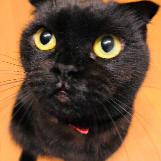 見つめるスコティッシュフォールド