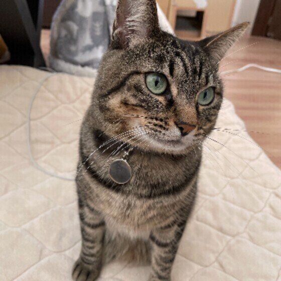 Mix（キジトラ）のコムギちゃん♪