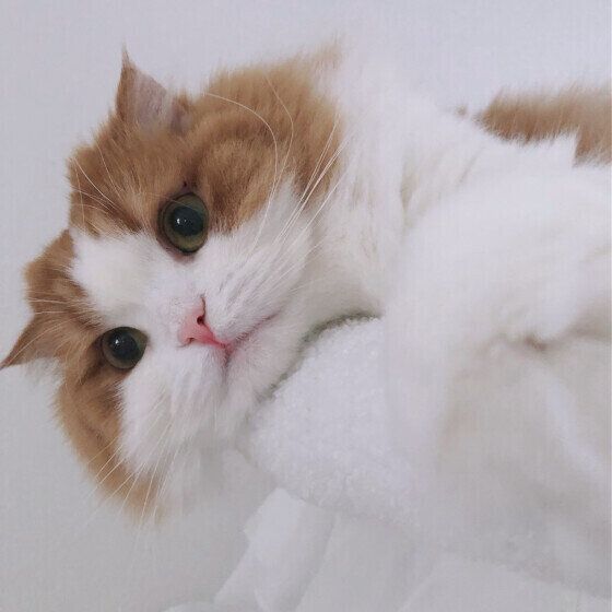 パパをママを見下ろすさくらちゃん