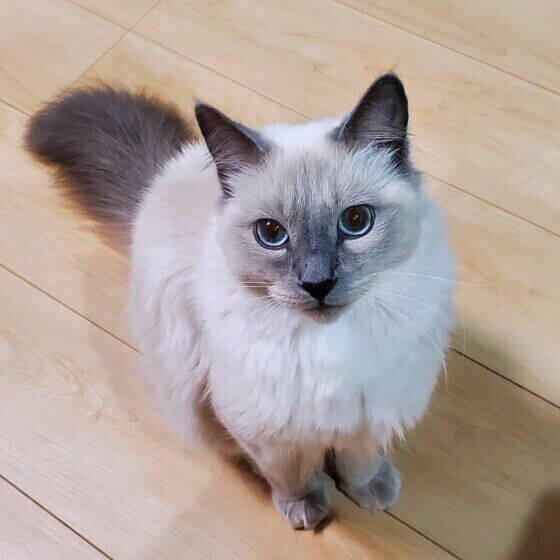 ロシアンブルーのブルーくん♪