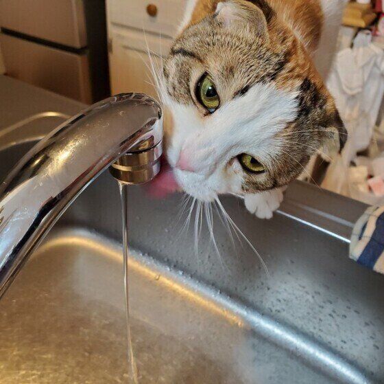 水を飲む三毛猫