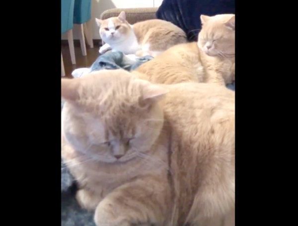 まったりするみかんちゃん、ぽてとくん、てんぷらくん