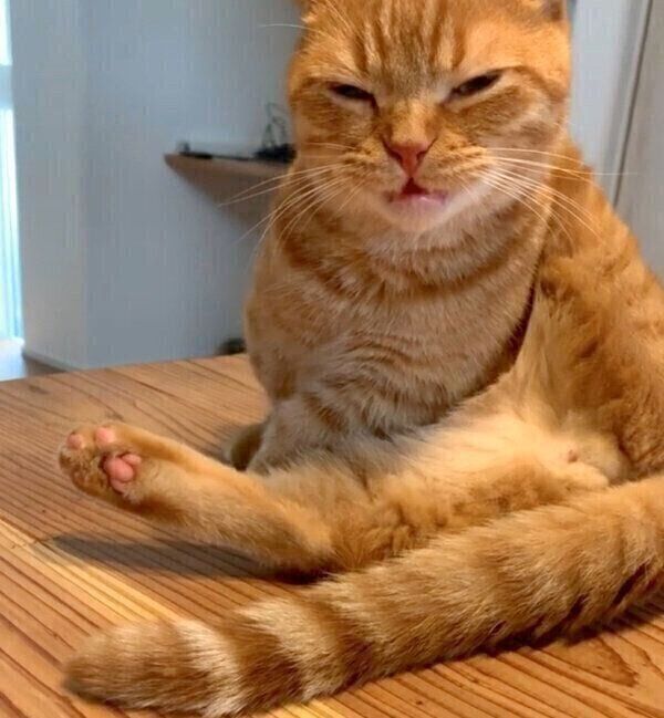 お尻の匂いを嗅いで顔をしかめるうにちゃん