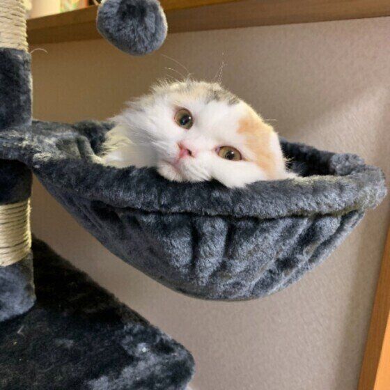 くつろぐスコティッシュフォールド