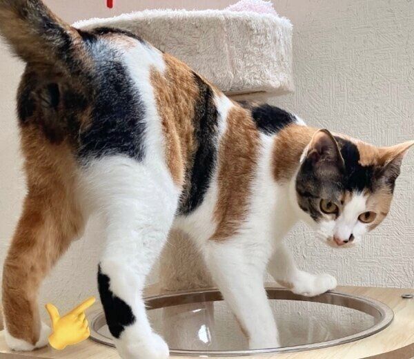 右足のかかとだけ真っ黒のむすびちゃん