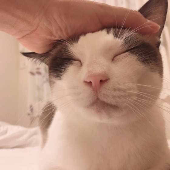 なでてもらう猫（MIX、オス）