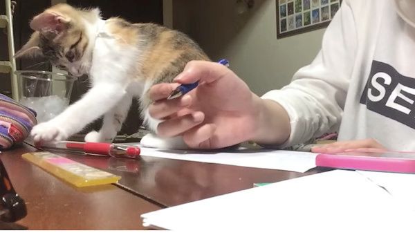 勉強を邪魔する猫