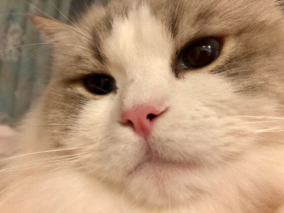 どアップ！ラグドールのジル