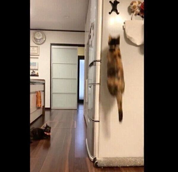 ショッカーを狙うひじきちゃん