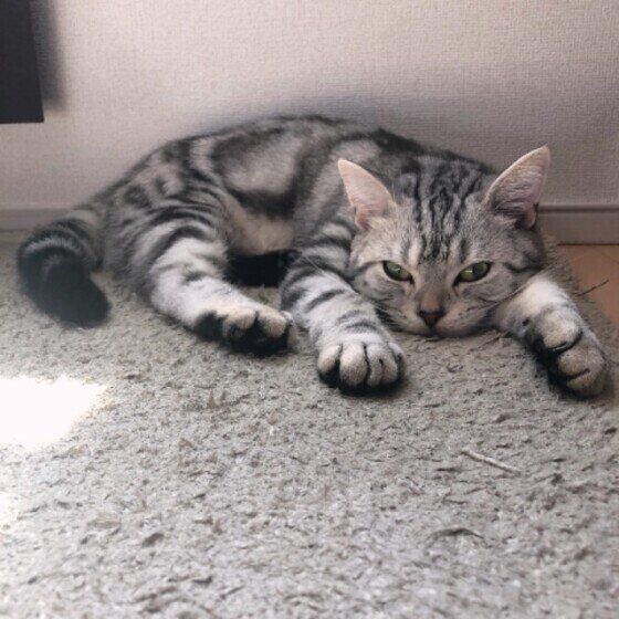 いじけているアメリカンショートヘア