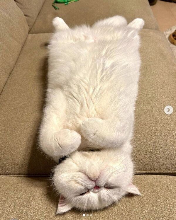 ヘソ天するこてつくん