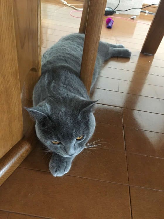 もん太　ブリティッシュショート　挟まる