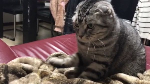 音楽にあわせてフミフミする猫