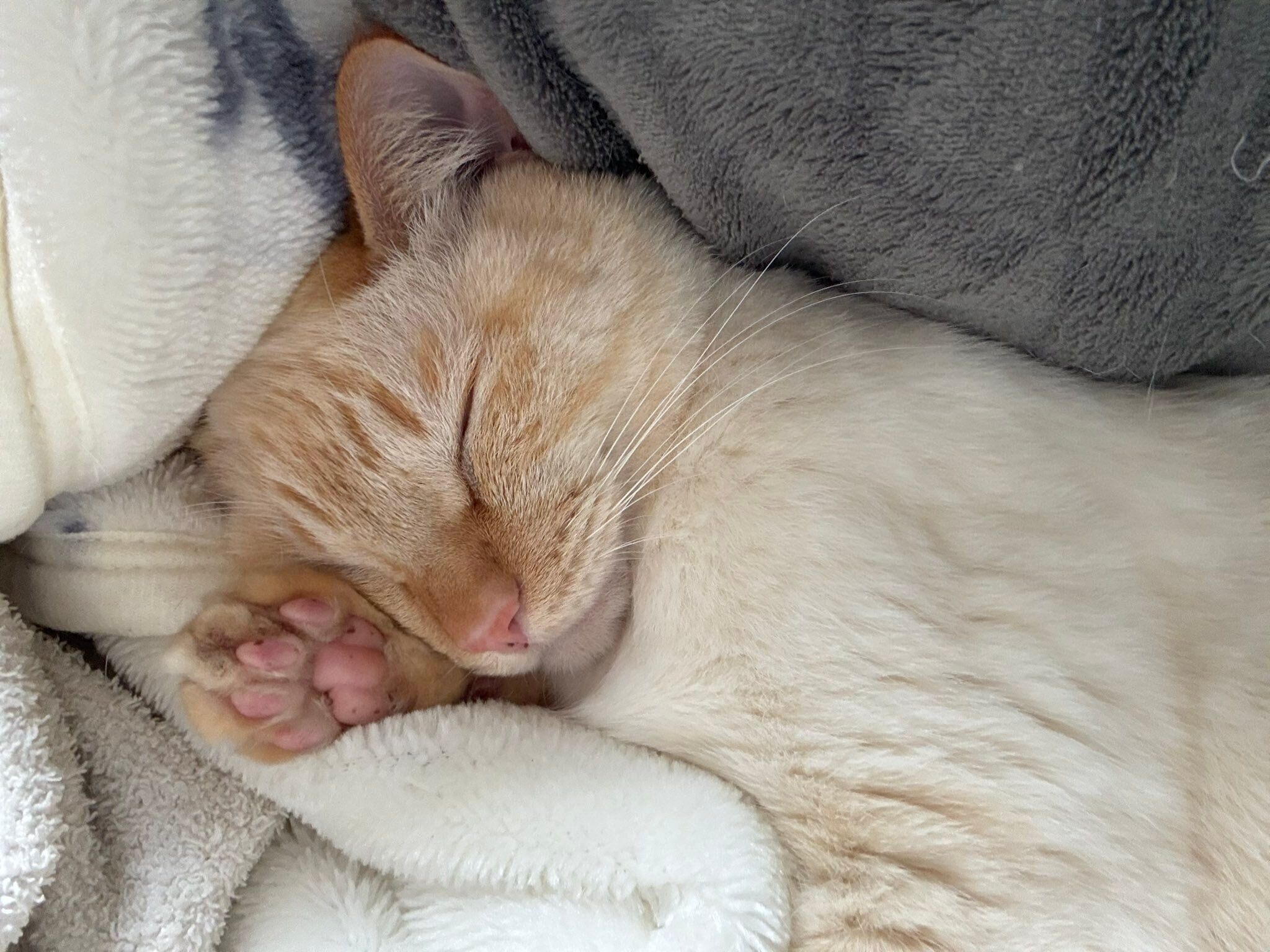 かわいすぎるバムくんの寝顔　「ピンクでプニプニな肉球も魅力」なのだとか