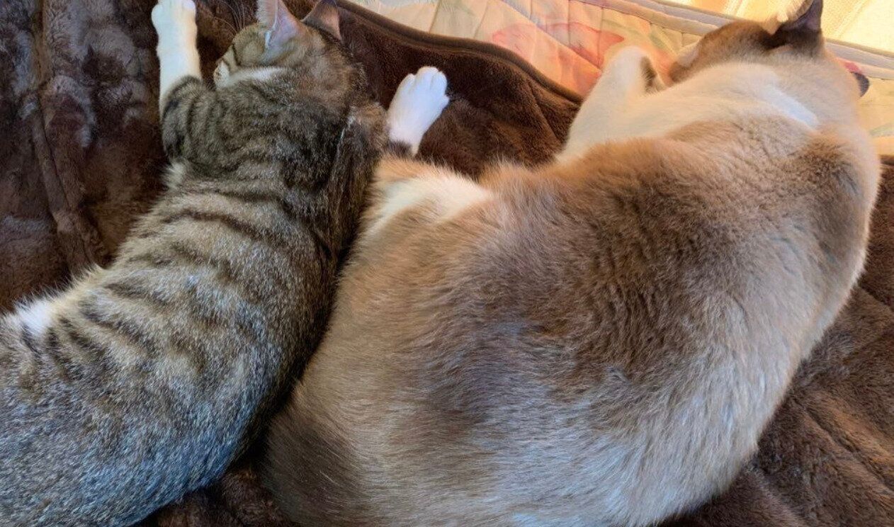 寄り添って眠るはちくん、ふっくん