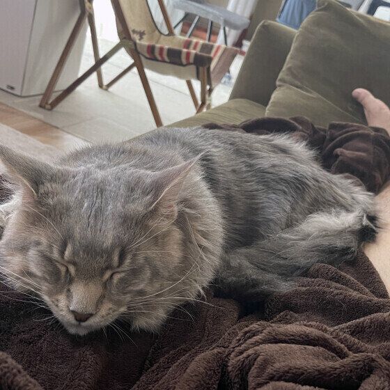 メインクーンのおこめちゃん