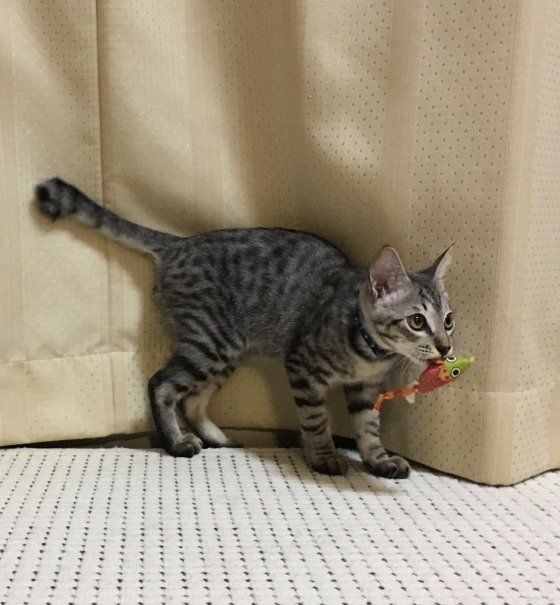 狩りをしているサバトラ