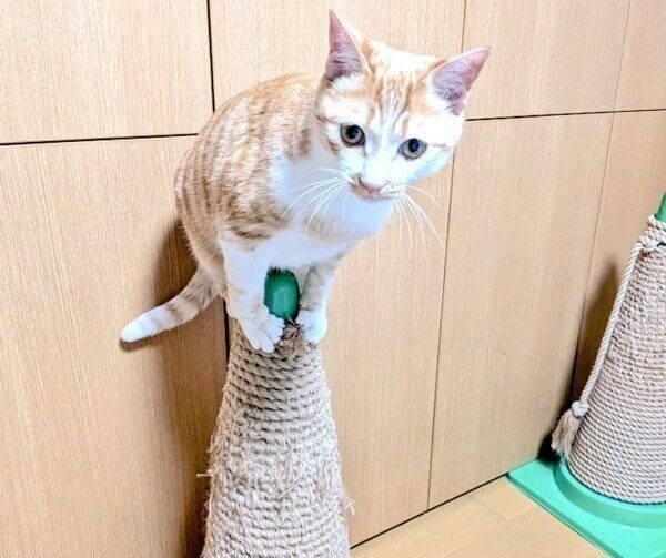 カラーコーンに登るチクワちゃん。