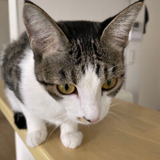 きなこちゃん（MIX）