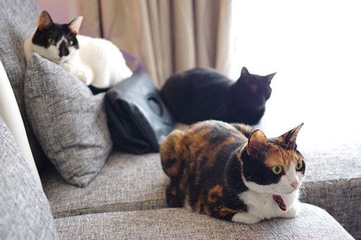 カバンをSPする猫たち