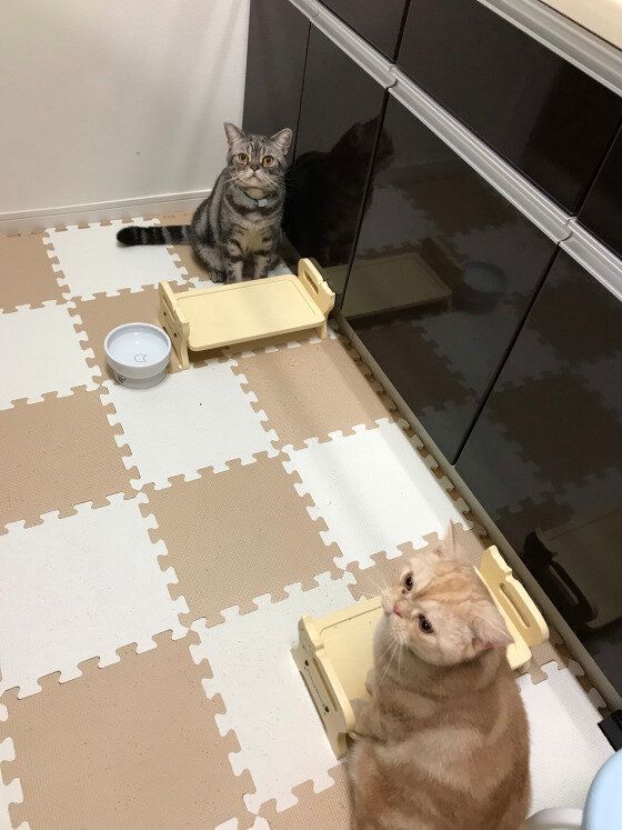 アメリカンショートヘア