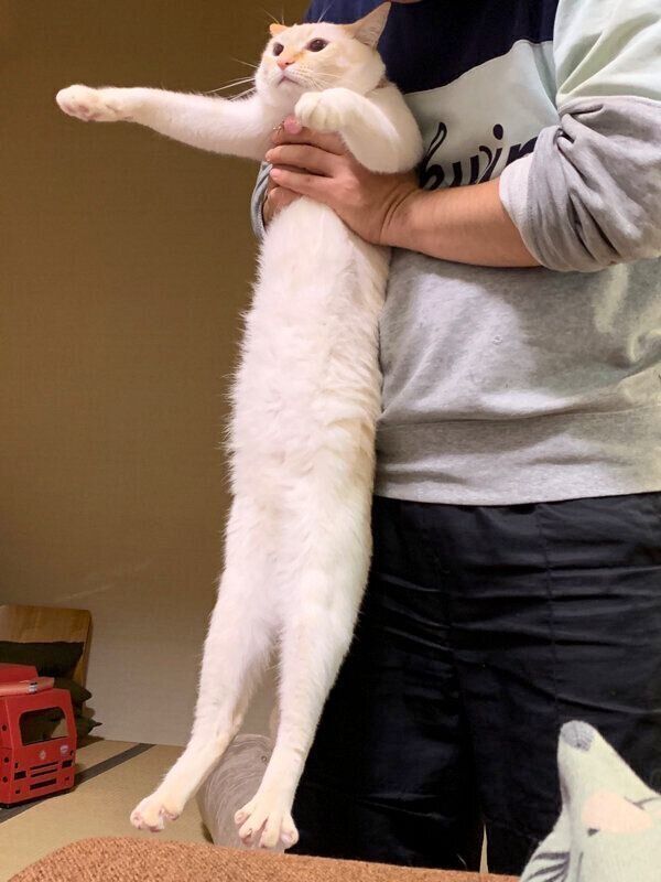 胴が長い白玉ちゃん