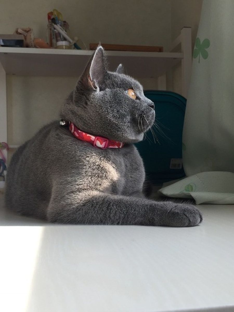 衝撃 猫がゴキブリを食べた 病気や感染症の危険 対策を紹介 ねこのきもちweb Magazine 衝撃 猫がゴキブリを食べた 病気や感染症の危険 対策を紹介 ねこのきもちweb Magazine