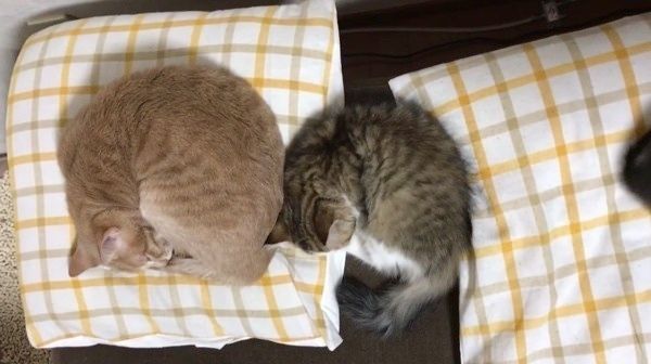 シンクロする猫