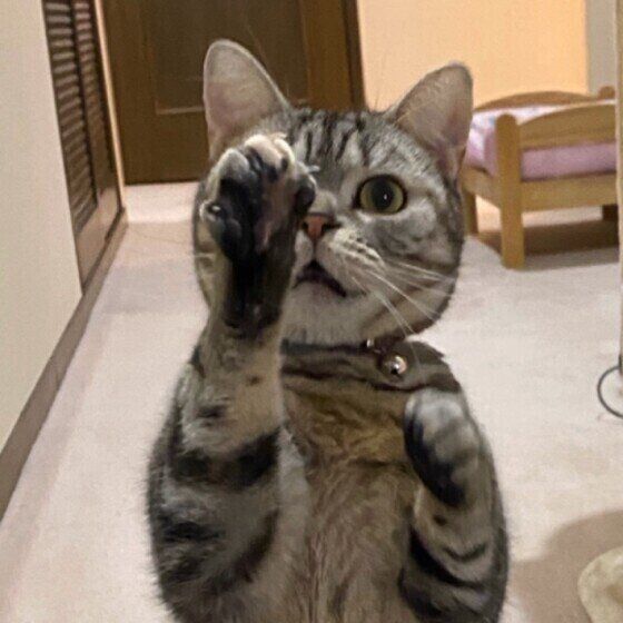 猫パンチの瞬間（アメリカンショートヘア、メス）