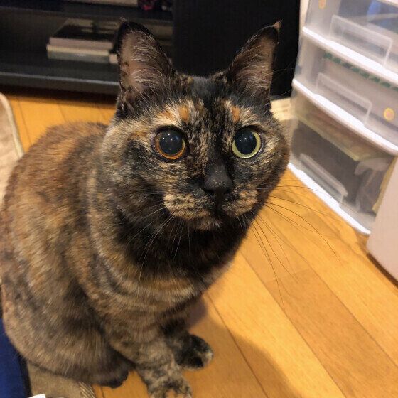 見つめるサビ猫