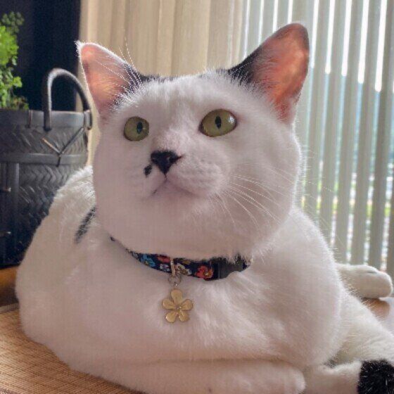花のチャームがついた首輪をしている、鼻の頭が黒い白猫