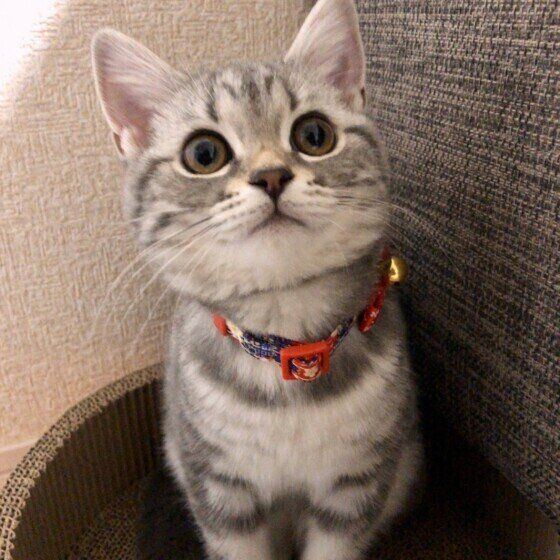 見つめるマンチカン